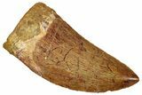 Serrated Carcharodontosaurus Tooth - Real Dinosaur Tooth #329921-1